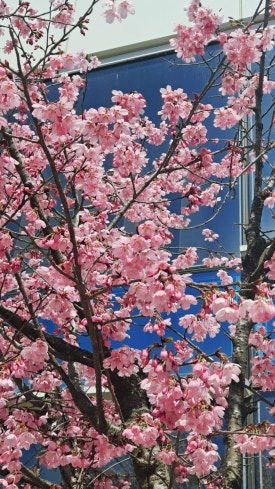 강내이불 이미지