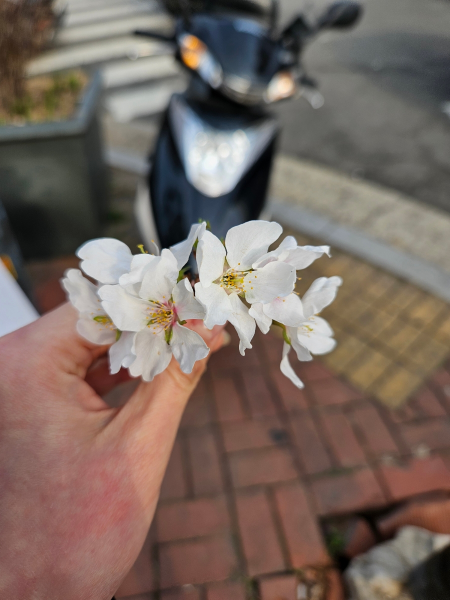동리단길 피자 이미지