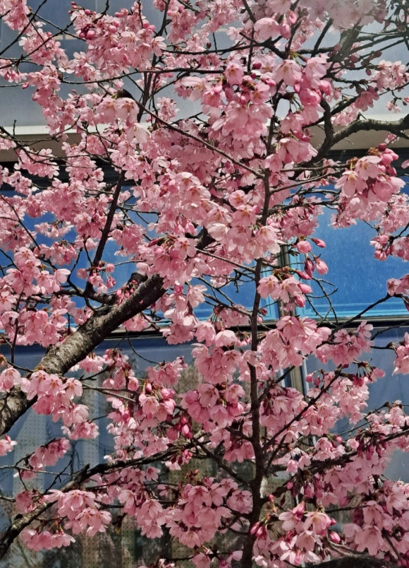 강내이불 이미지