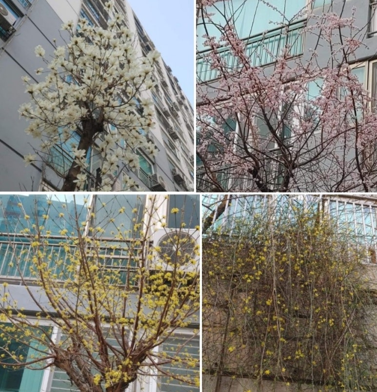 진달래밥상 이미지