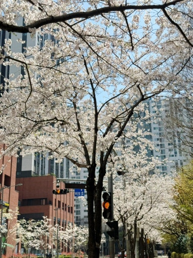세연칼국수 이미지