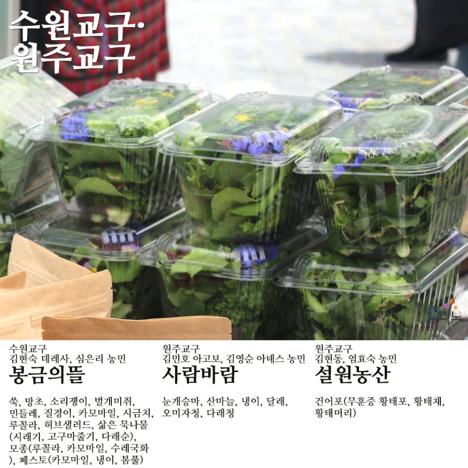 질경이수원 이미지