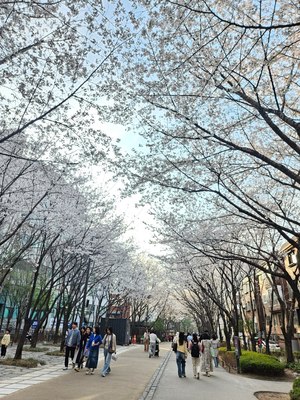 삼성영어셀레나스마트해법수학학원 이미지