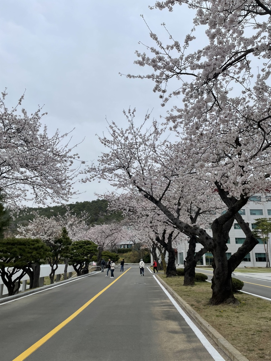 해사분식 이미지