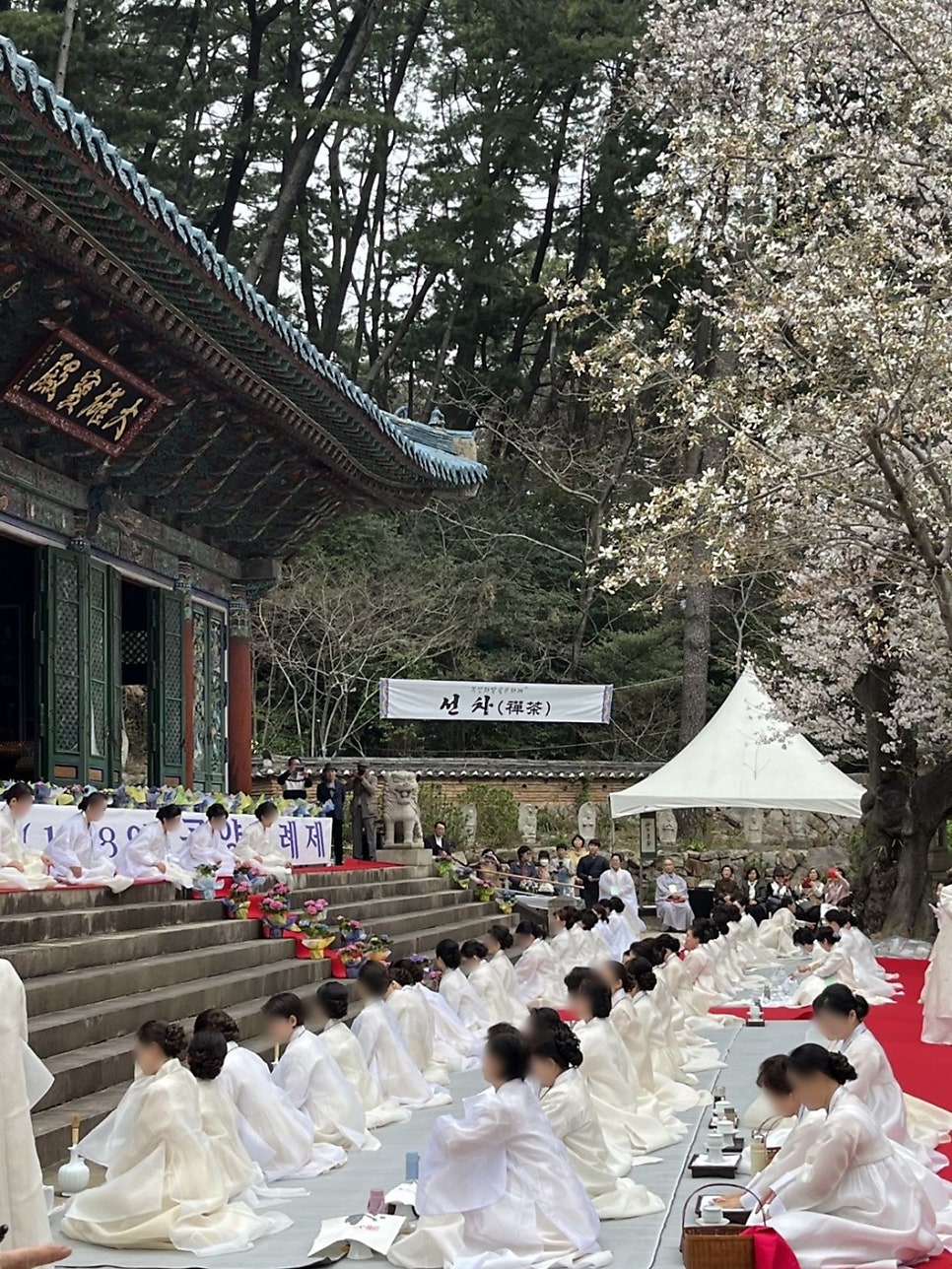 벚꽃다례 이미지