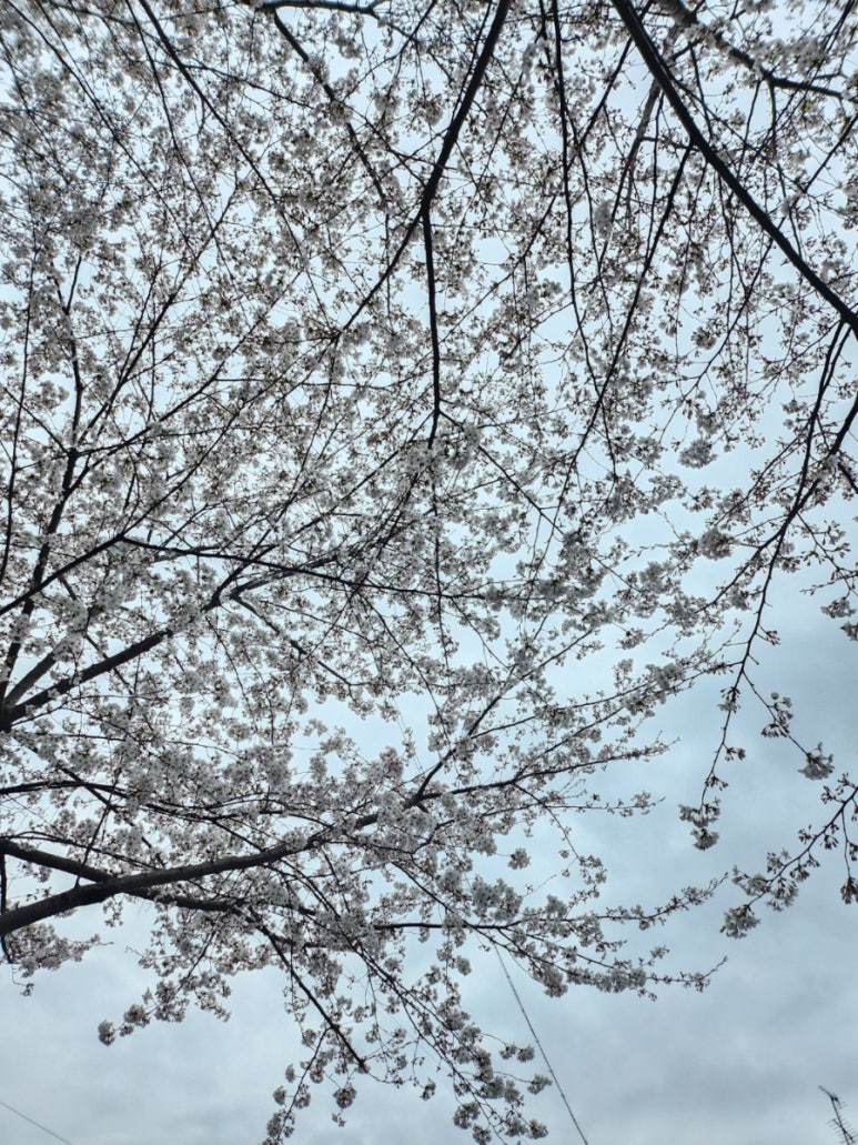 살림클래식채식뷔페 이미지