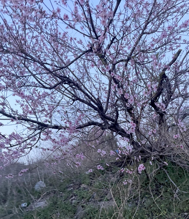 오늘도빛날꽃 이미지