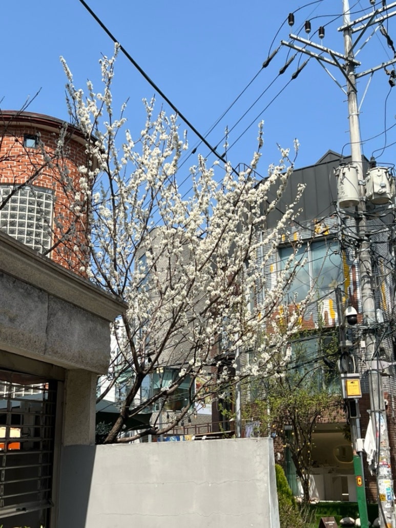 cafe oort(카페 오르트) 이미지