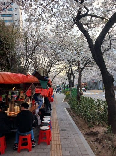 벚꽃포장마차 이미지