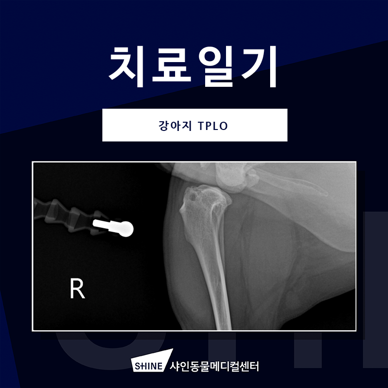 강아지 십자인대단열 TPLO 수술 비용 및 회복 과정