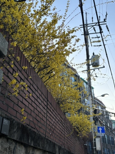 살롱드파인 이미지