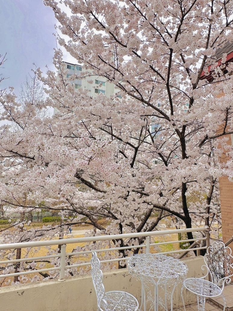 연남동벚꽃집 이미지
