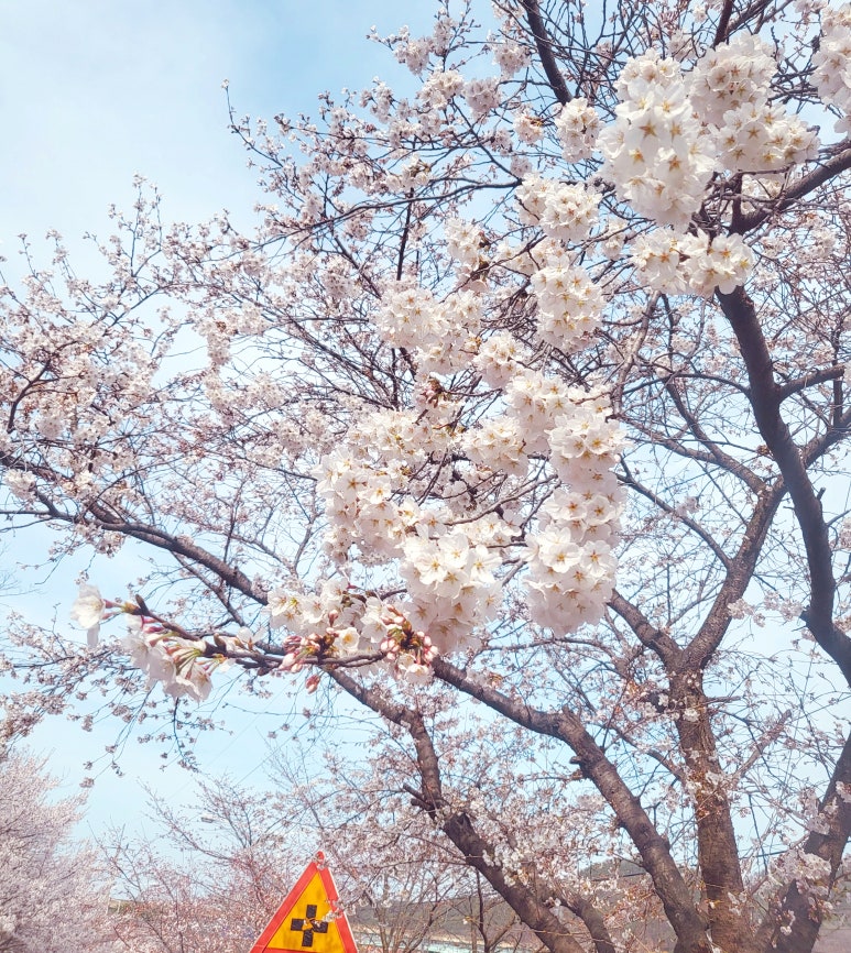 오토드라이브주 이미지