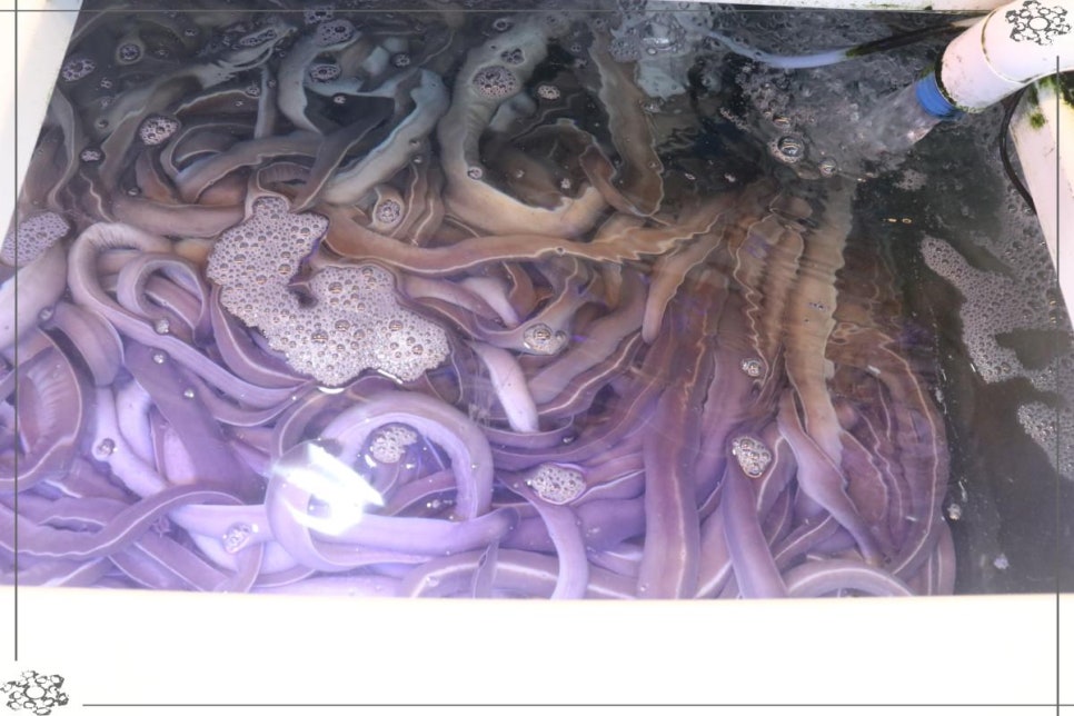 바다산곰장어 이미지