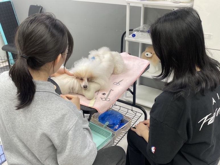 구미펫직업훈련학원 이미지