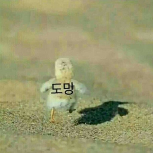 스시강 이미지