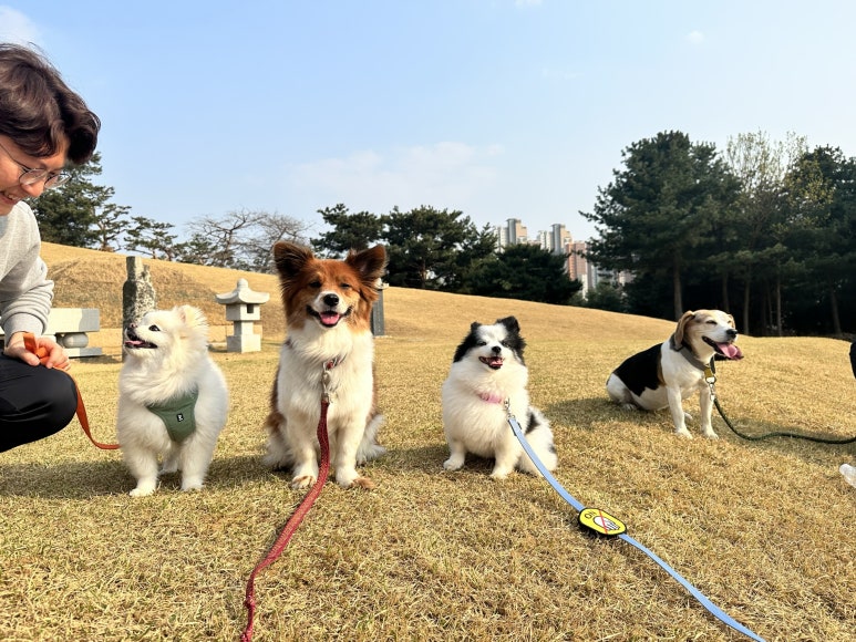 한국반려동물교육원 이미지