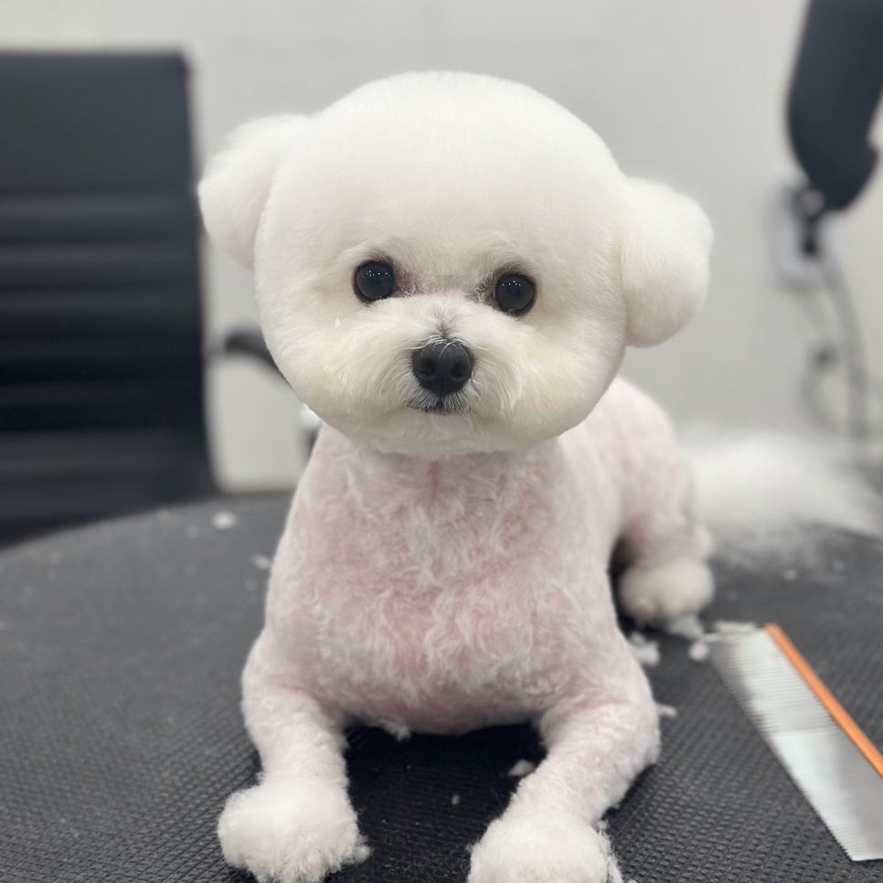 서초 강아지 미용: 곰돌이컷 & 스포팅 스타일 가이드 — 사진 10