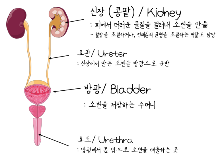 [비뇨기계 (Urinary system)] 쉽게 이해하기 : 콩팥,요관,방광,요도 : 네이버 블로그