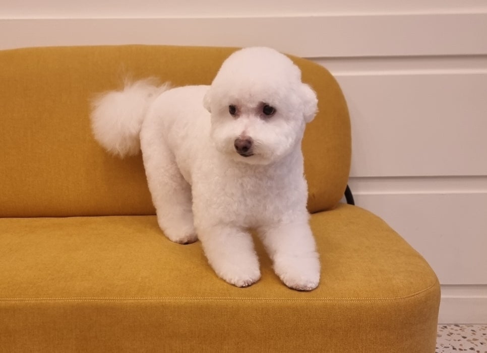 도그몽드 이미지