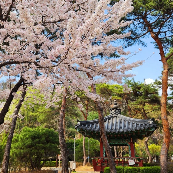 베델로즈피크닉 이미지