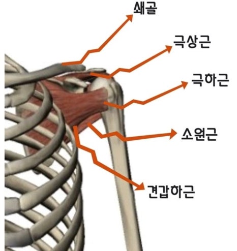 탑독짐 이미지