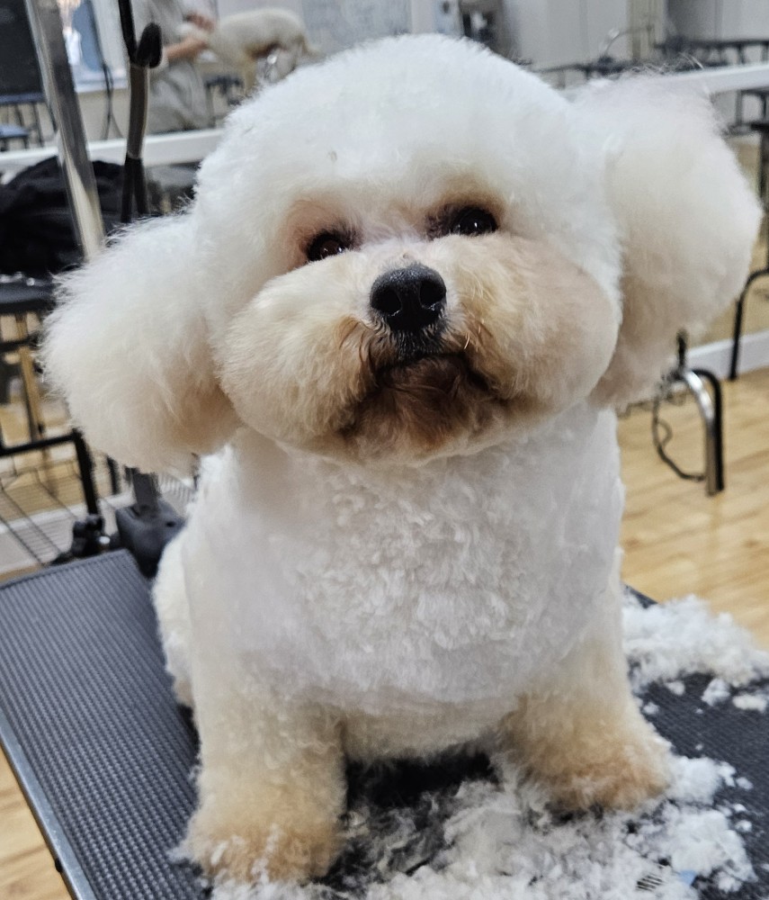 시흥탑애견미용학원 이미지