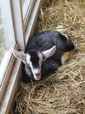 펫힐링달빛동물원 캠핑장 이미지