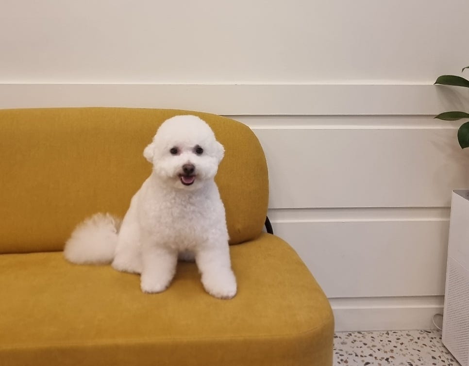 도그몽드 이미지