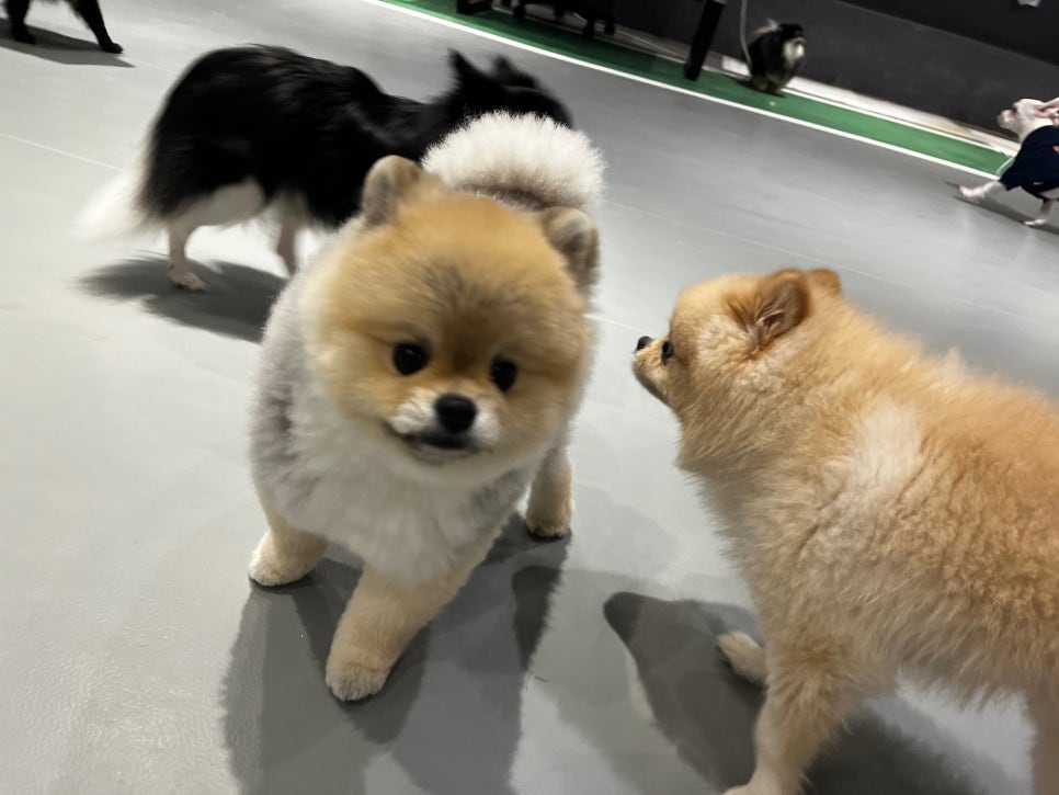 서초 강아지 미용: 곰돌이컷 & 스포팅 스타일 가이드 — 사진 4