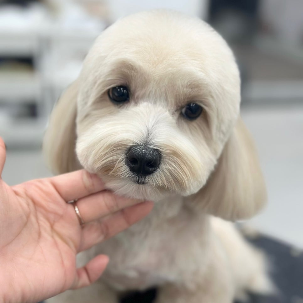 서초 강아지 미용: 곰돌이컷 & 스포팅 스타일 가이드 — 사진 6