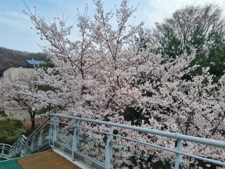 판교JS모터스 이미지