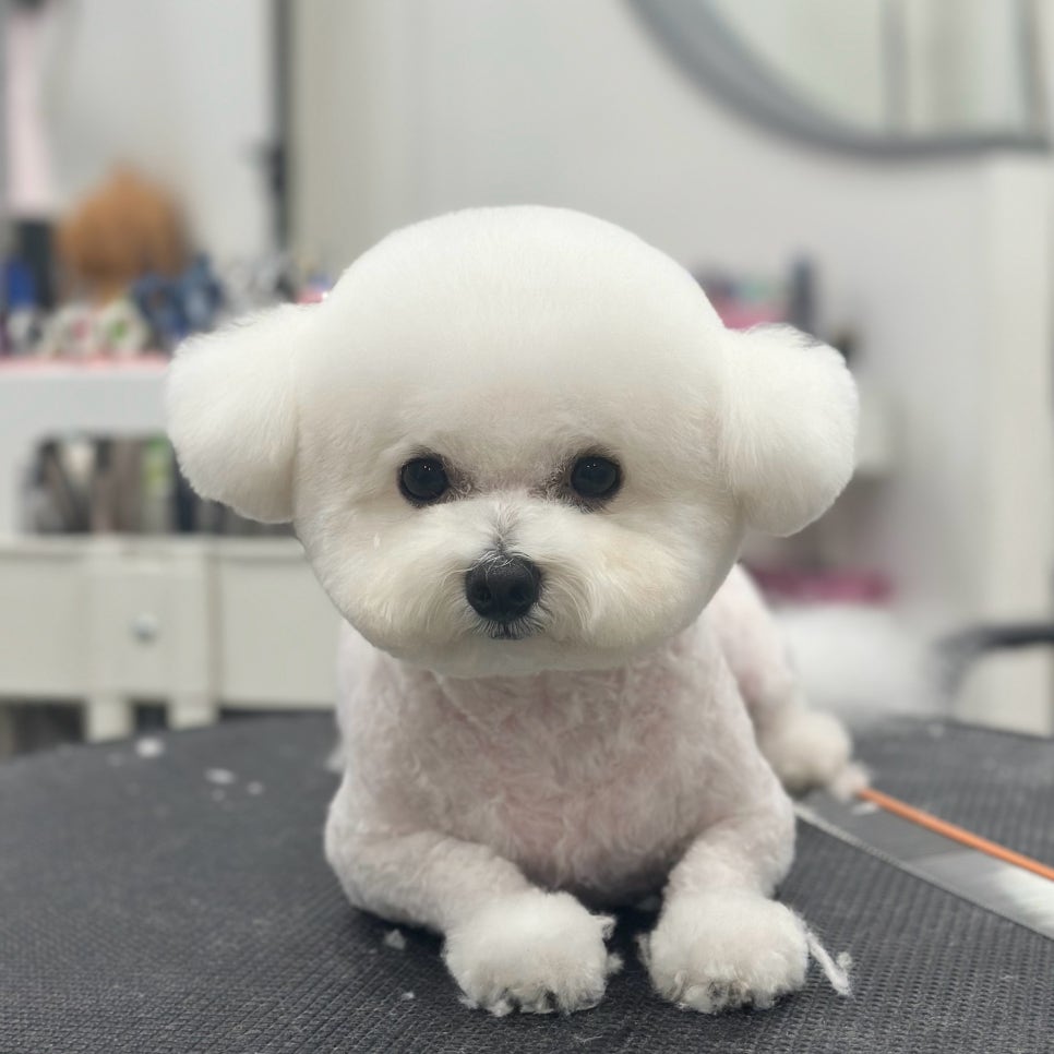 서초 강아지 미용: 곰돌이컷 & 스포팅 스타일 가이드 — 사진 13