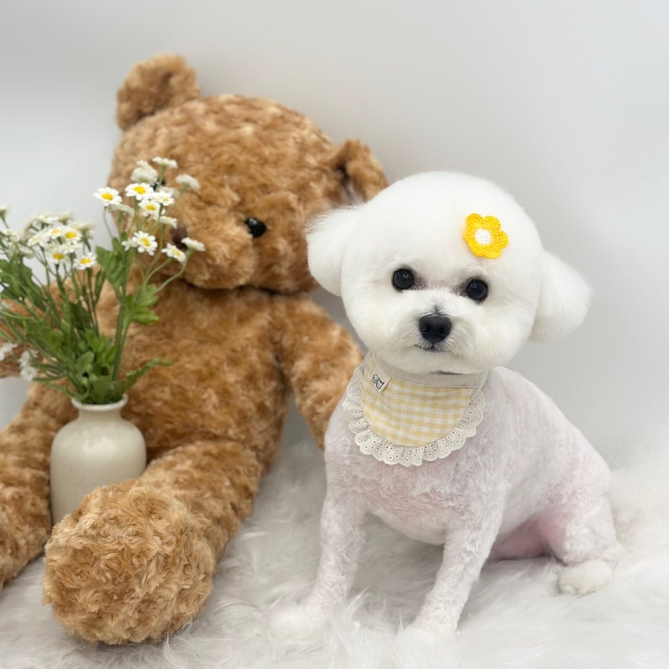 서초 강아지 미용: 곰돌이컷 & 스포팅 스타일 가이드 — 사진 9