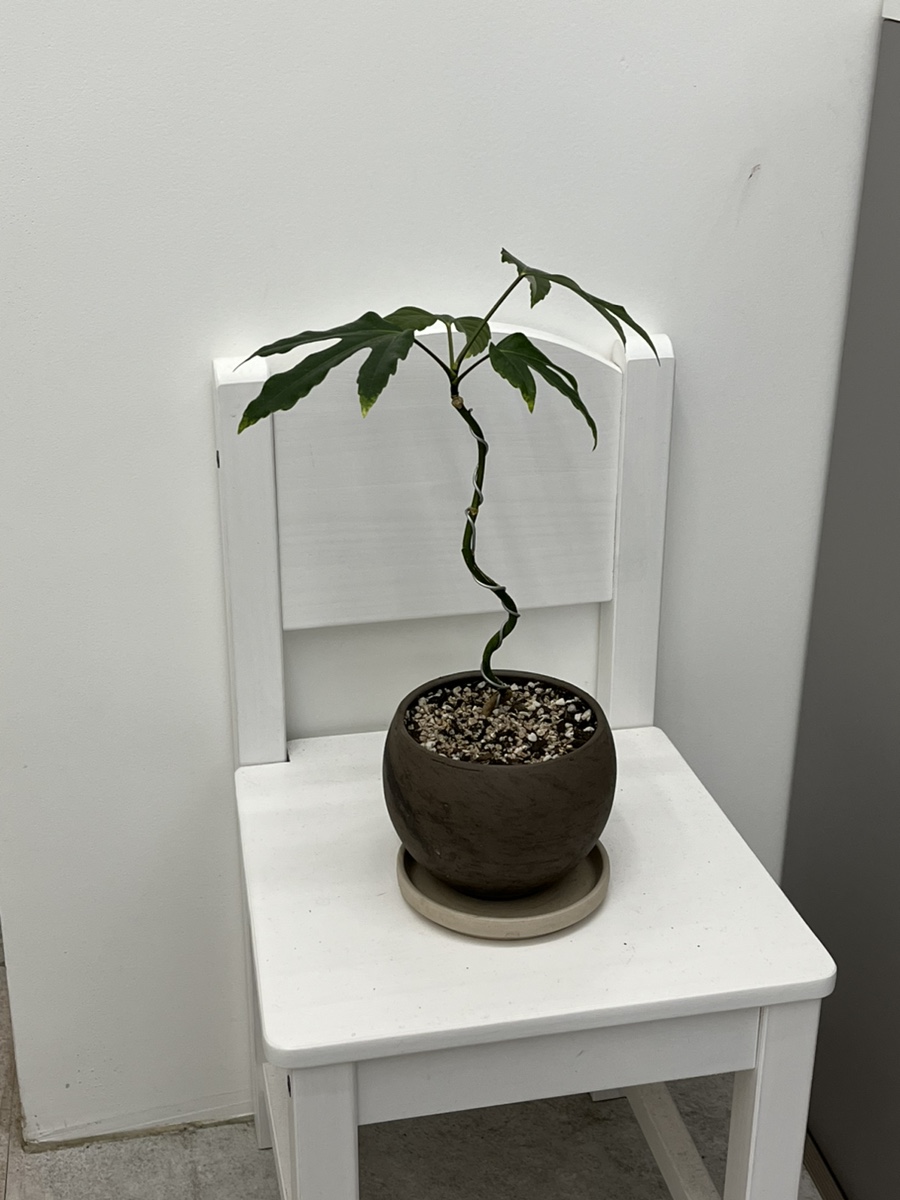 보케토(BOKETTO) 이미지