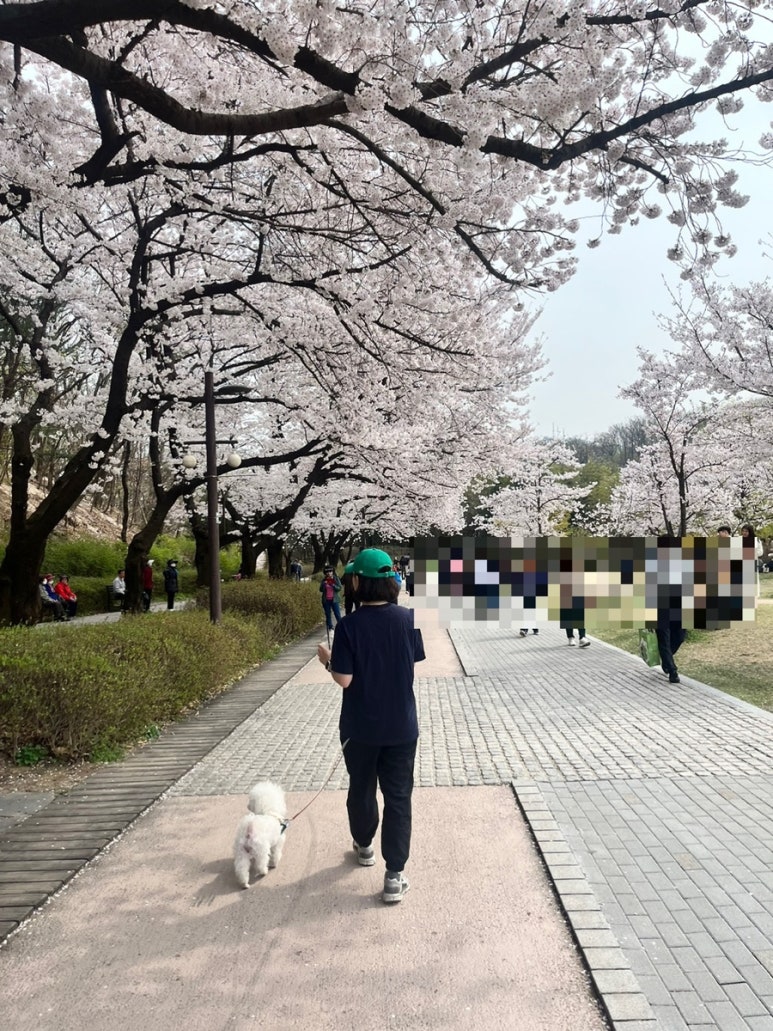 엄마의북꽃놀이 이미지