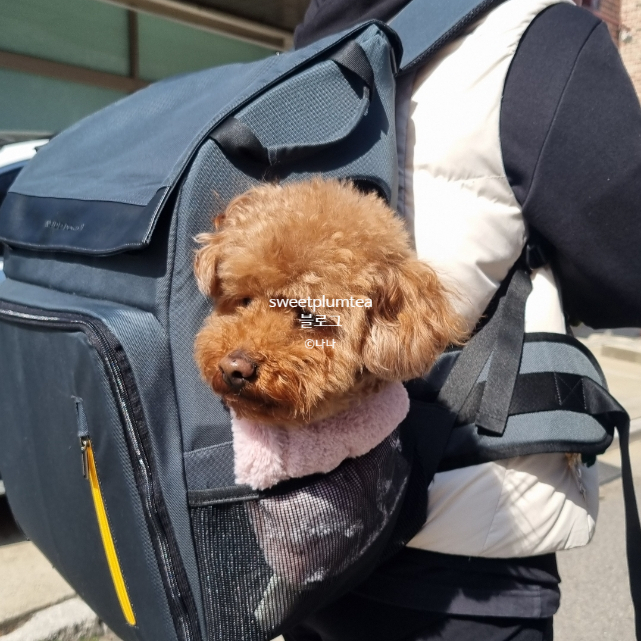 꼬모다미 이미지