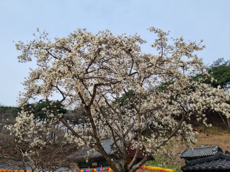 털보손만두 이미지