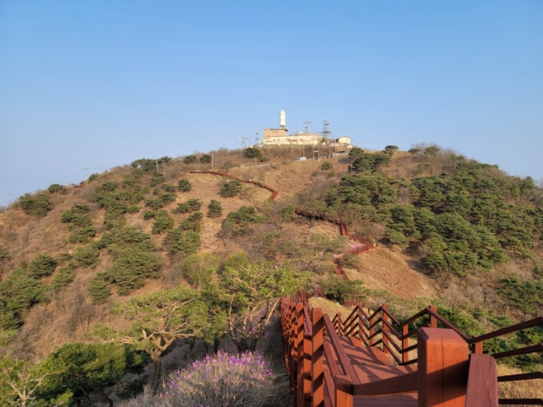 진달래핀풍경 이미지