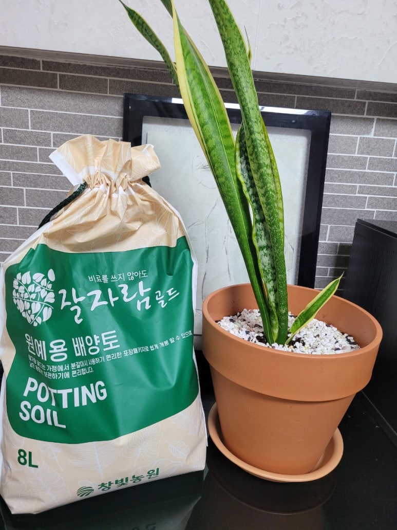 자람주머니 이미지