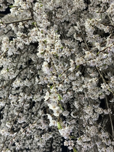 두레통닭수원 이미지