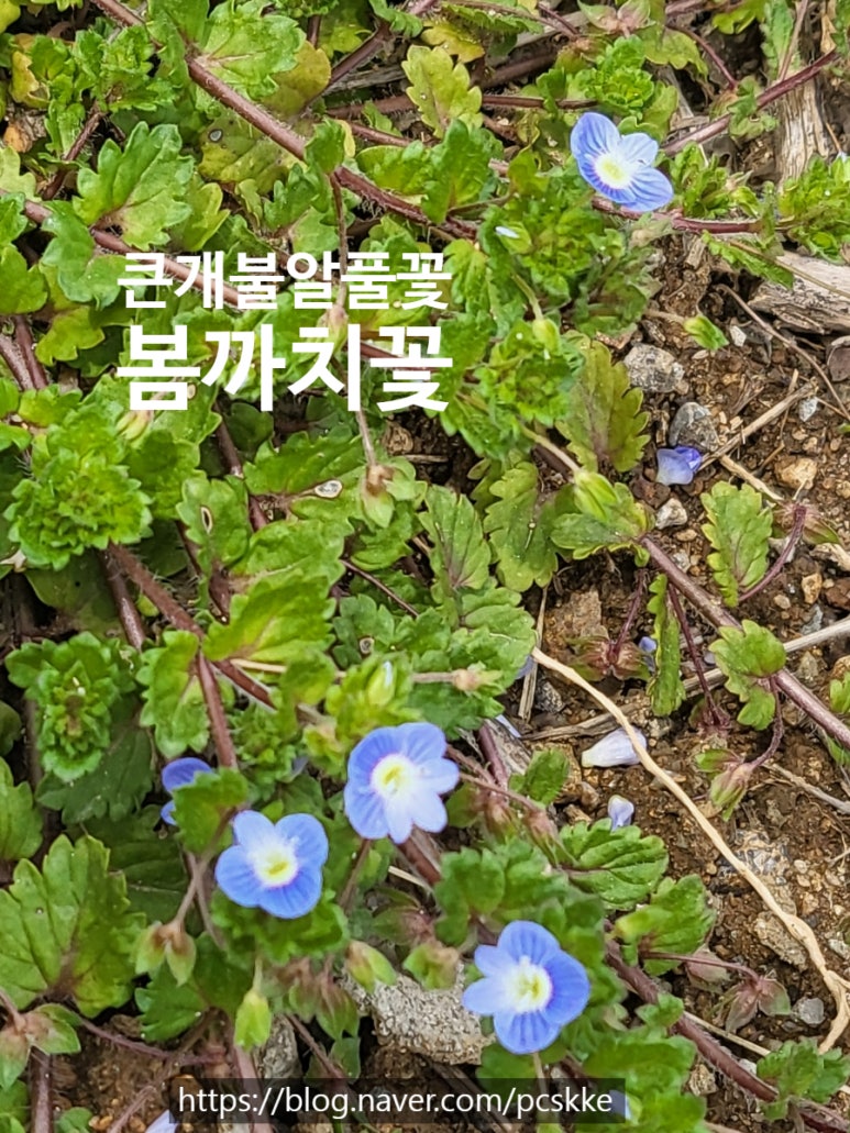 개나리꽃농원 이미지