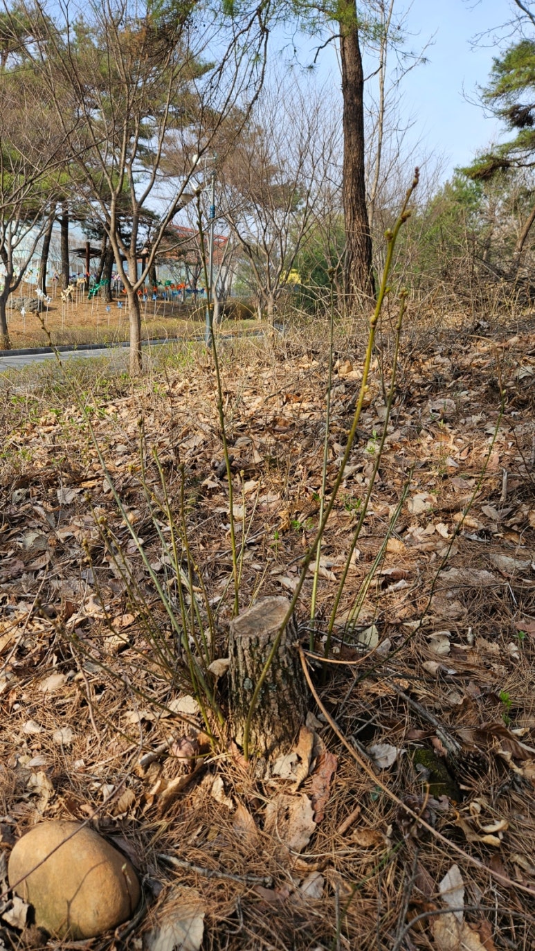 과실온 이미지