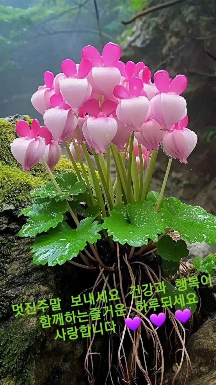 행복꽃 이미지