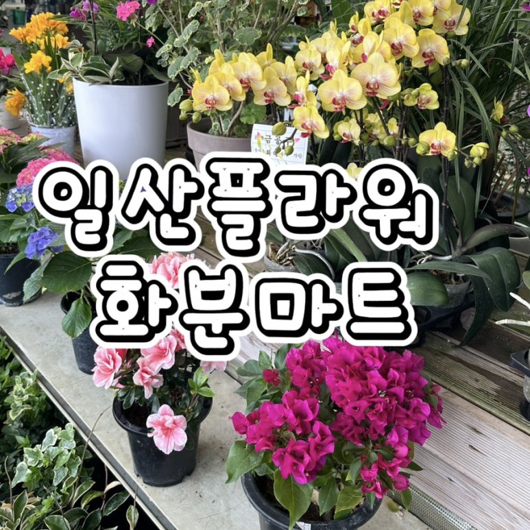 일산플라워화분마트 이미지