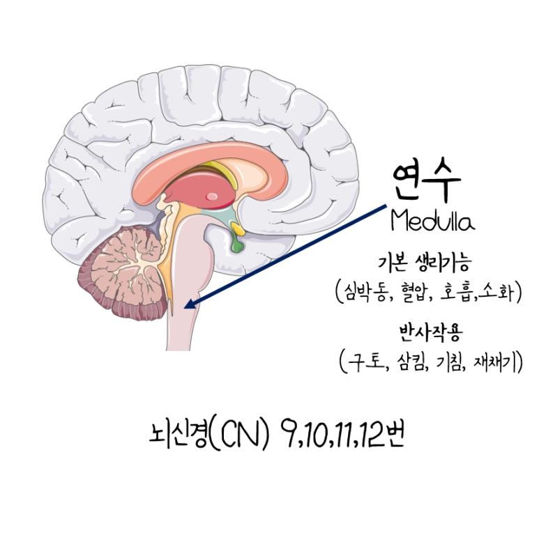[뇌줄기(Brainstem] : 중뇌, 교뇌, 연수 쉽게 이해하기 : 네이버 블로그