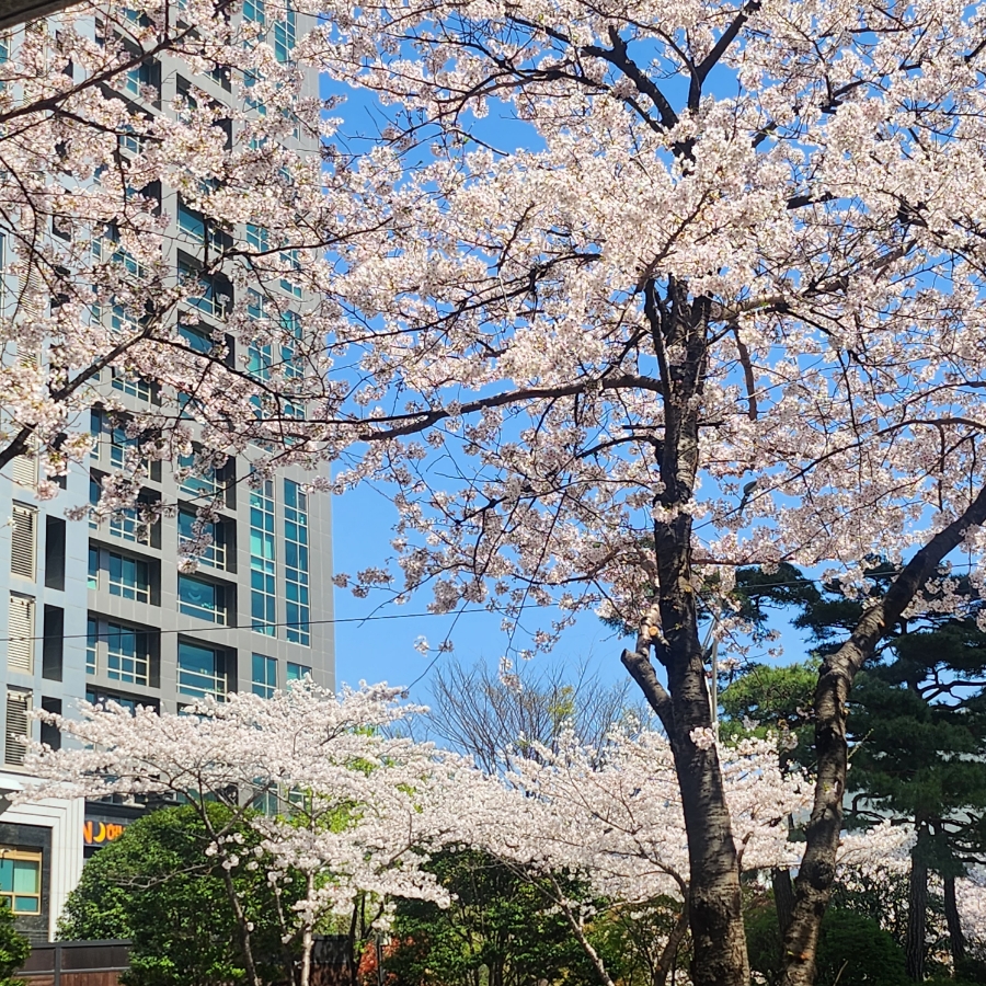 꽃조아 이미지