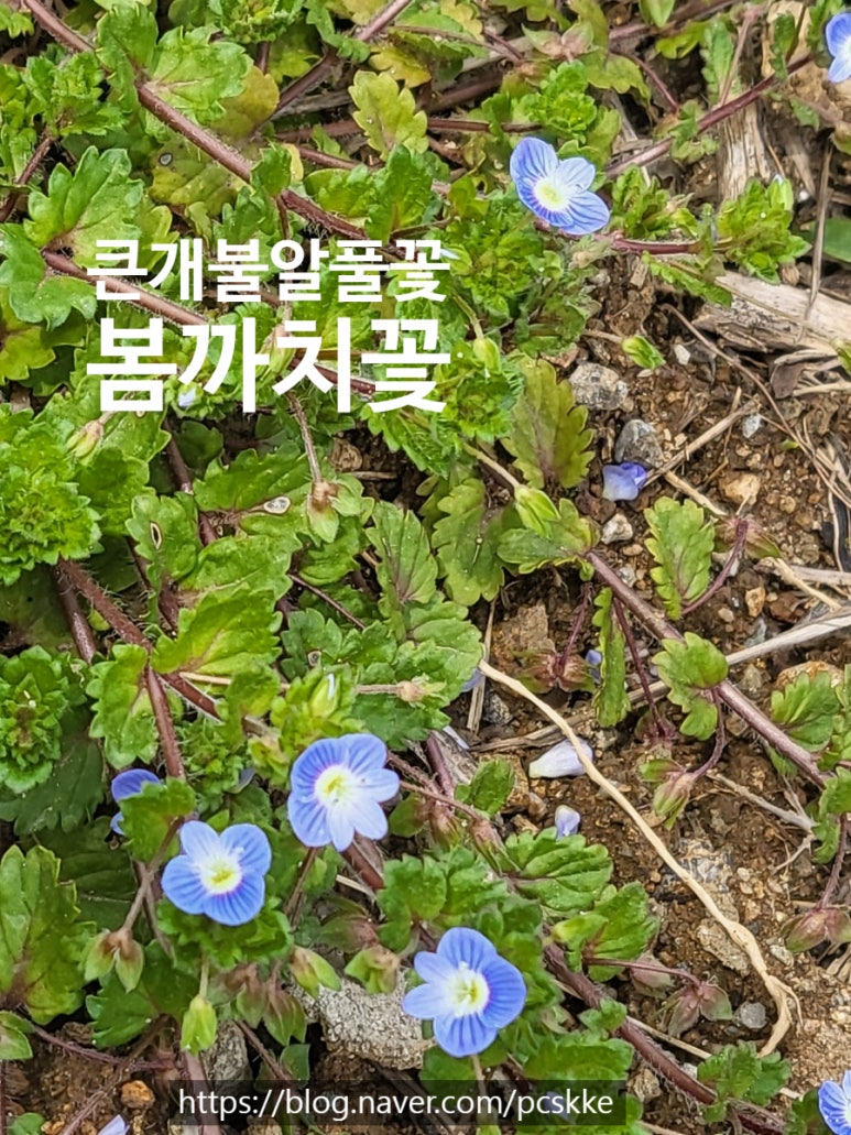 개나리꽃농원 이미지