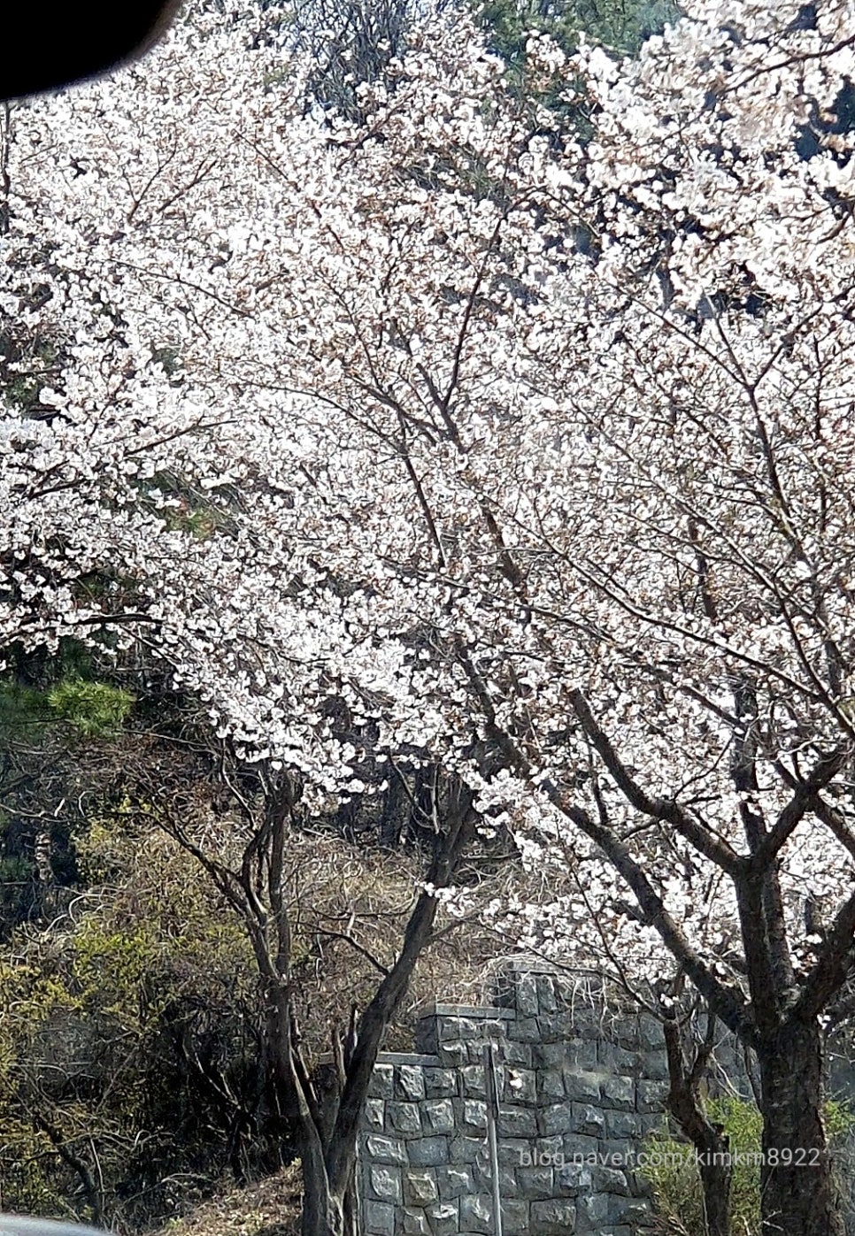 스타벅스용인김량장DT점 이미지