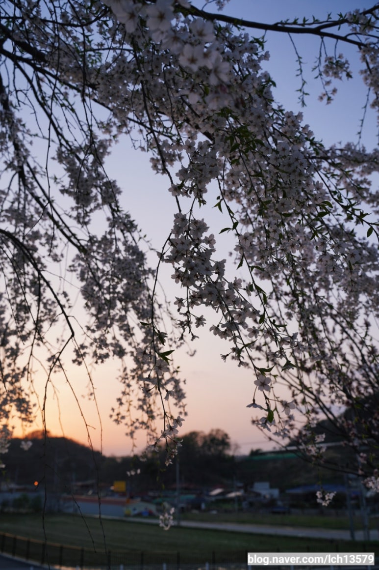 삼일보신 이미지
